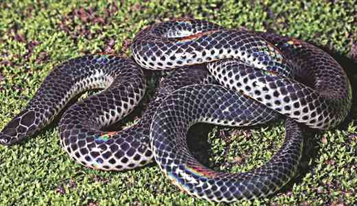 New snake 1